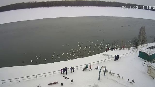 Жители Алтайского края кормят лебедей смотреть онлайн