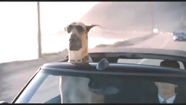 Мармадюк [Дублированный тизер] смотреть онлайн