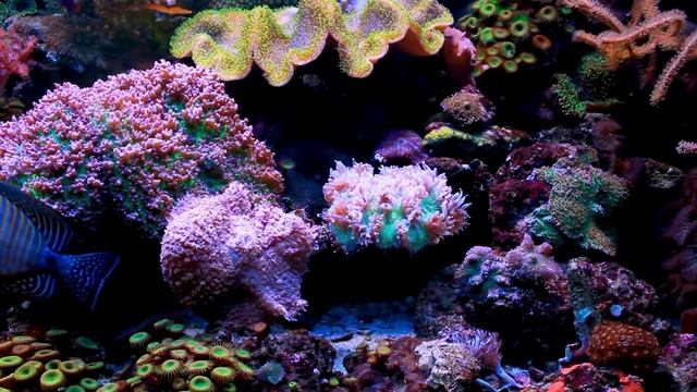 Top 20 Nitrate & Phosphate Mistakes You're Making Right Now In Your Reef Tank. смотреть онлайн