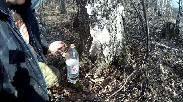 Грибы: источники вдохновения