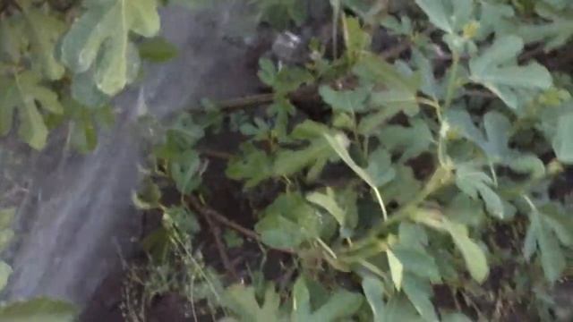 Выращивание инжира в траншее. Полив. Сорт Кадота смотреть онлайн