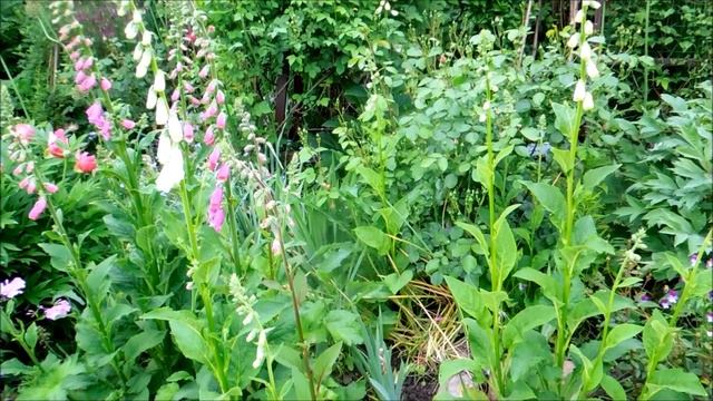 Мои клематисы. Июнь 2021 смотреть онлайн