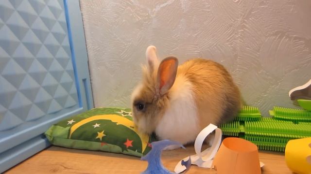 Песня Баффи : Моя Семья А ну-ка Давай-ка ! Видео с домашними животными ! КАРЛИКОВЫЙ КРОЛИК ПОЕТ смотреть онлайн