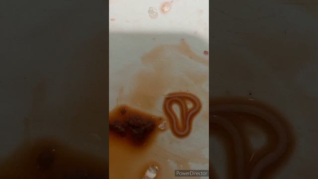 Из рыбы вывалился #fishing #рыба #сима #апрель смотреть онлайн