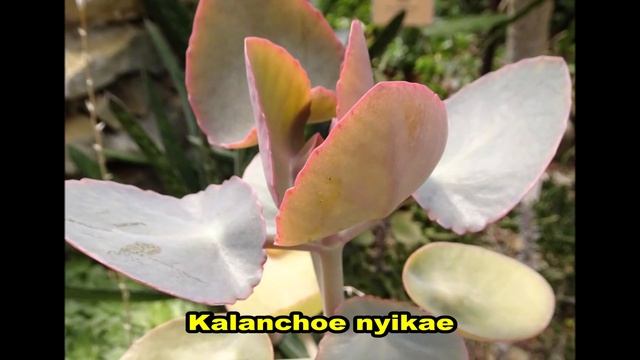 40 ESPÉCIES DE KALANCHOE EXÓTICAS смотреть онлайн