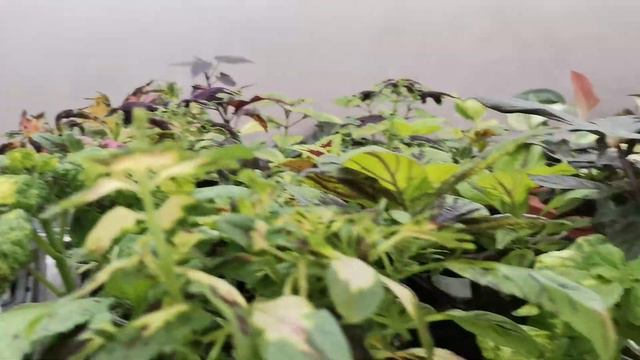 Обзор бегоний 2часть. смотреть онлайн