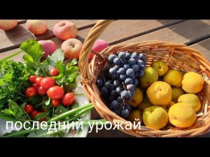 Еду одна на дачу/Неприятный случай/Дачные дела и последний урожай в октябре