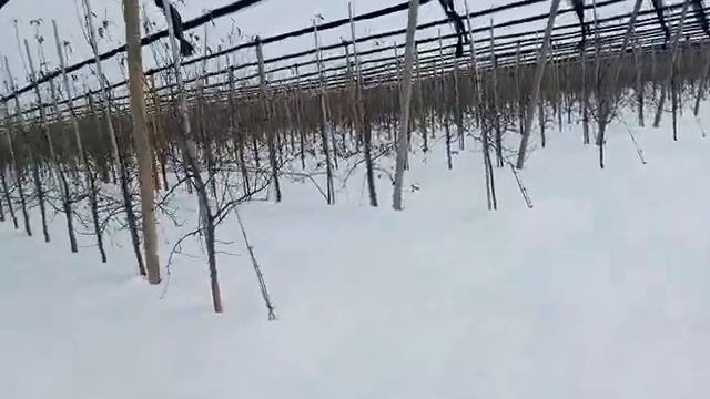 Интенсивный сад с орошением и защитой от града смотреть онлайн