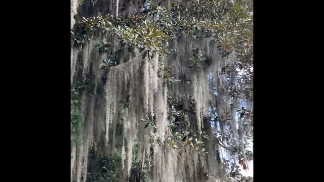 Tillandsia Usneoides смотреть онлайн