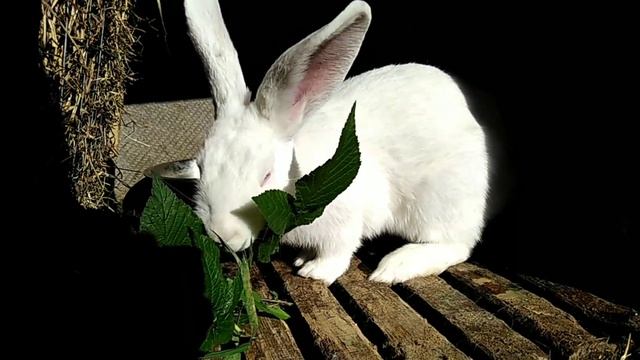 Кормление кроликов яблоками | Кролик ТВ смотреть онлайн