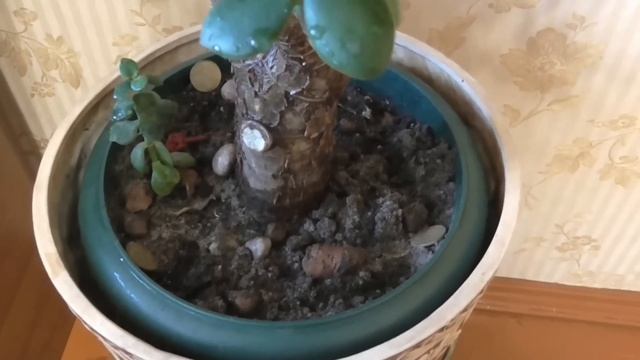 Денежное дерево Ошибки при содержании крассулы в зимний период смотреть онлайн