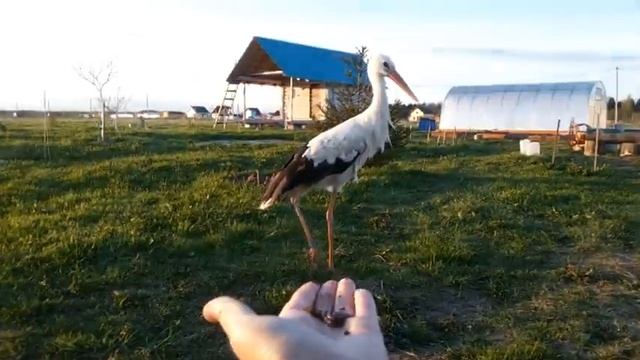 Как приручить аиста смотреть онлайн