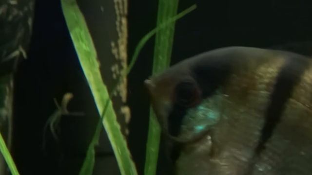 Скалярки нерестятся в общем аквариуме смотреть онлайн