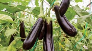 How To Apply Luna Sensation Fungicide