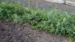 Шпалера для малины от завода Гефест, как по мне лучший вариант шпалер.