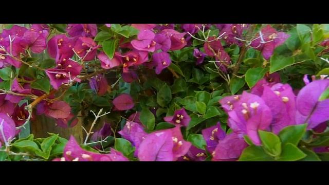 Sony HX9 Video Sample 1080.60p To 720.24fps