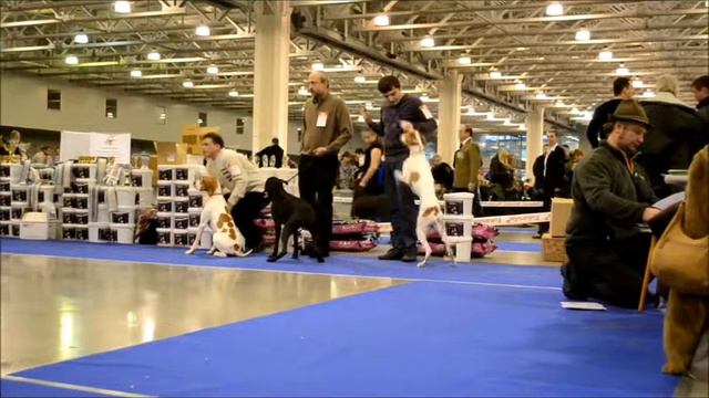 VIII Национальная выставка НКП Пойнтер. смотреть онлайн