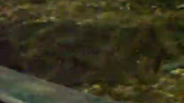 Океанариум Сочи, Адлер. .wmv смотреть онлайн