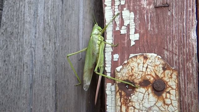 Кузнечик хвостатый. ( Tettigonia caudata ) смотреть онлайн