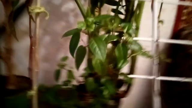 Пеларгония. Фуксия смотреть онлайн