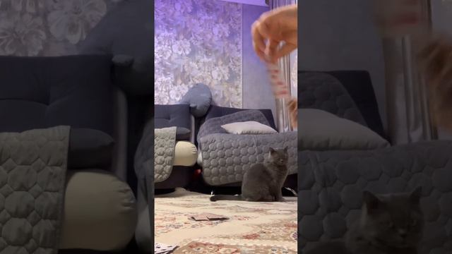 Это ми с огурцом играем в дурака(карты)1 часть) смотреть онлайн