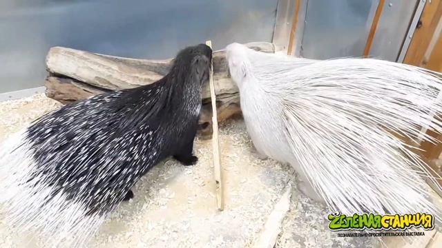 Закулисье | "Zелёная станция" | Волгоград смотреть онлайн