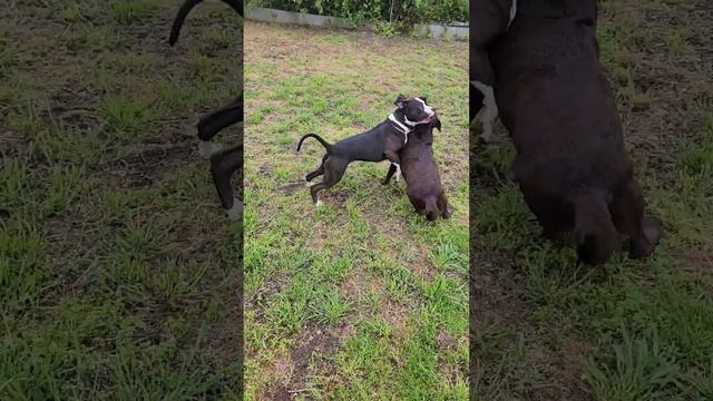 Стаффордширский терьер и Лабрадор игра на нервах у Амстафф Тайсон. Stafford Amstaff Tyson playing