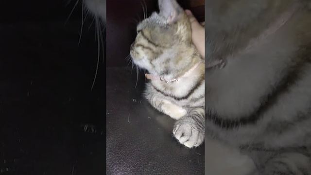 снял видео с кошкой Уней. смотреть онлайн