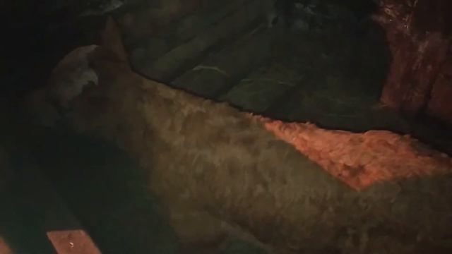 Новорожденный выпивает ведро молока и ест соль иначе он зачахнет как цветочек Дружок поменял мамку. смотреть онлайн