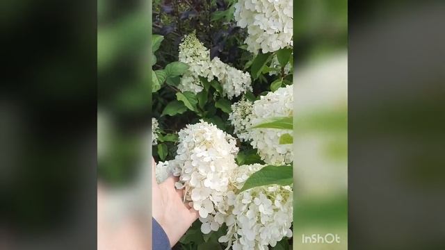 Гортензия Полар Беар (Polar Bear) смотреть онлайн