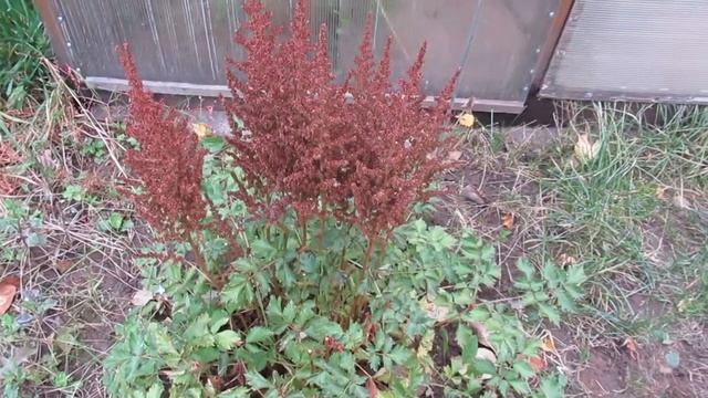 Астильба уход осенью для успешной зимовки смотреть онлайн