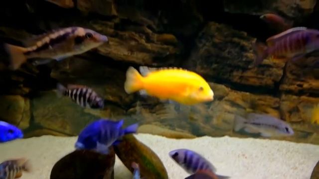 Малавийские цихлиды. Большой аквариум 750 литров./Cichlids malawi utaka. смотреть онлайн