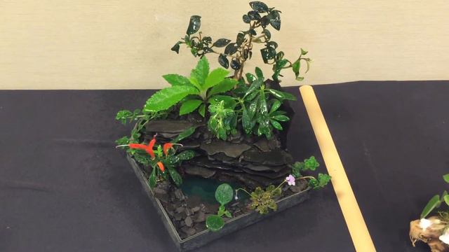Gesneriad Container Gardens смотреть онлайн