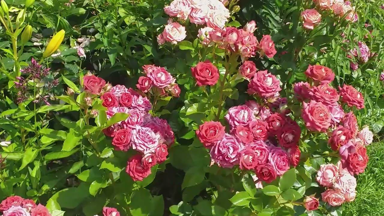 РОЗЫ СПРЕЙ летний обзор Съемка 11 июля смотреть онлайн