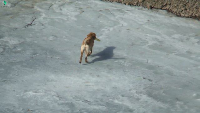 Закрытие сезона твёрдой воды