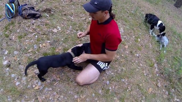 2. Дрессировка щенка. Первые упражнения. Чему учить щенка. смотреть онлайн