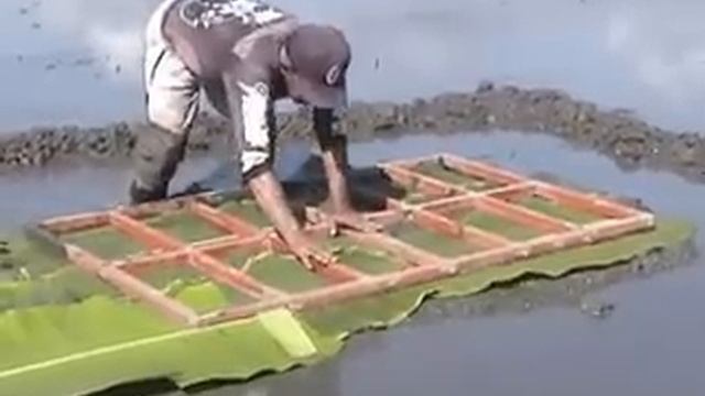 Establishing a modified mat nursery for rice смотреть онлайн