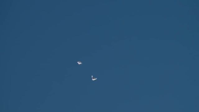 Не пришел ни один из молодых голубей! смотреть онлайн