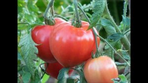 Супер томат Бычье сердце розовый. Обзор сорта .