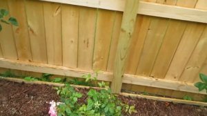 Lambert Closse Rose: A Pink Scented Rose for Your Garden!