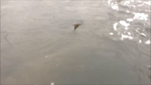 Сальский щурёныш смотреть онлайн