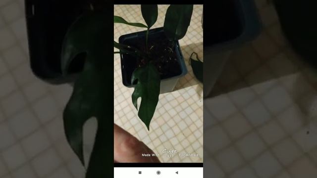 Эпипремнум Pinnatum миниатюрная монстера)) редкие сорта эпипремнумов. Необычный эпипремнум пиннатум