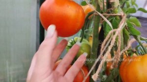 ПОСАДИЛА 1 РАЗ теперь сажаю ЕЖЕГОДНО! Этот ТОМАТ сметают пачками, самый лучший томат 2023