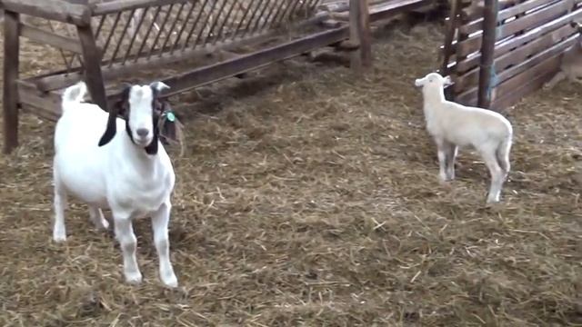 [Urbex] Fliegerhorst Jüterbog-Damm (1/2) смотреть онлайн