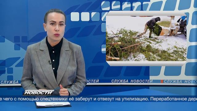 220111 Жители Югры смогут сдать ёлку на переработку.