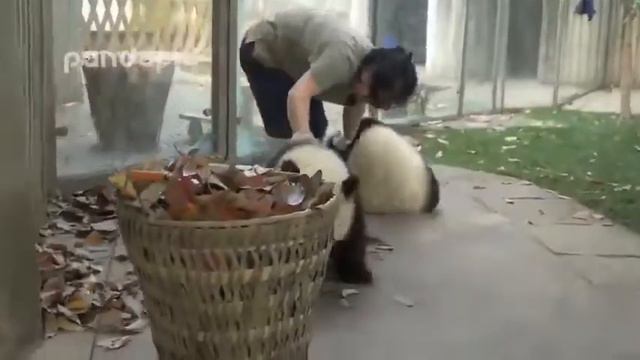 ПАНДЫ ИГРАЮТ