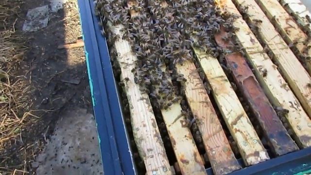 чтобы пчелы не роились, уход от роения - два корпуса рута и магазины на рамку 145 под мед смотреть онлайн