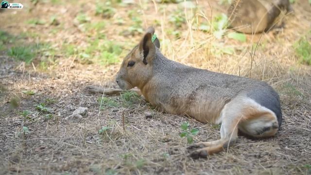 Baby Animals - Cute Moments of Baby Animals With Relaxing Nature Sounds - Relaxing Piano Music смотреть онлайн