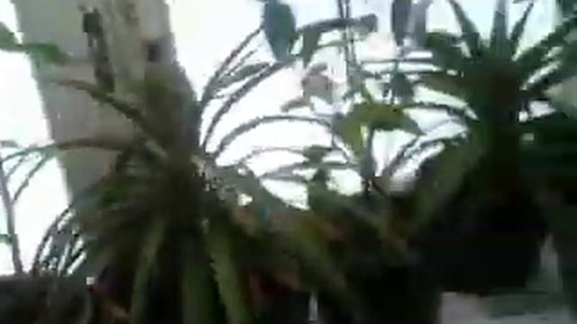 Отапливаемая теплица в январе. Беларусь. Обзор растений. смотреть онлайн