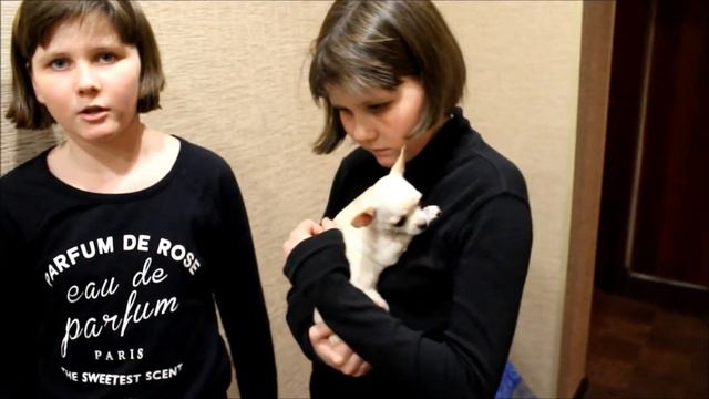 Мы завели собаку